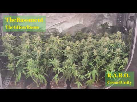 Orange Bud (Dutch Passion): 4a cosecha (42º día) Bis 2