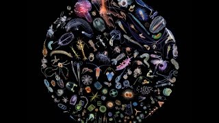 &quot;Manta Ray&quot; by J. Ralph &amp; Anohni (F.K.A. Antony) - Original Song from Racing Extinction SNDTRK AUDIO