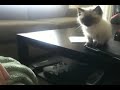 Gatito intenta su primer gran salto
