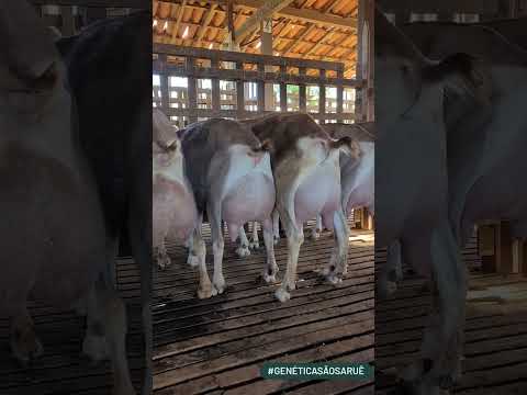 , title : 'lamancha dairy goats or toggenburg goat breed❤️ benefits of goats milk #shorts #viral #goat #farming'