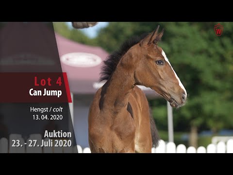 Westfälische Online Auktion 23. - 27. Juli: Lot 4 Can Jump Hengst v. Cornet de Semilly - Chambertin