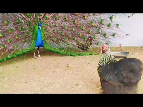 peacock Dance Display | Peacock opening Feathers HD & bird sound