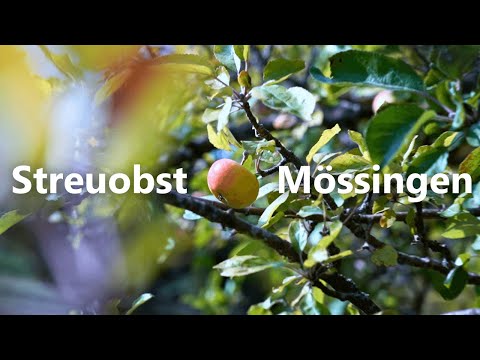 Mössingen ein Streuobstparadies!