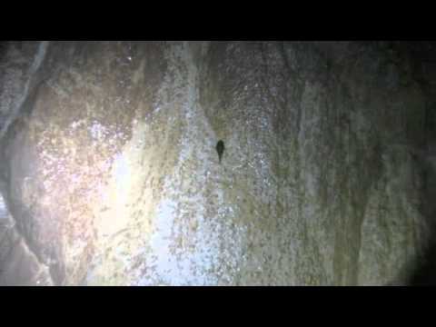 Click to Watch the Catfish surprisingly climbs wall and stuns scientists video