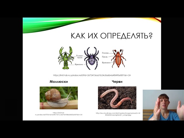 Неделя 4: Мир Животных