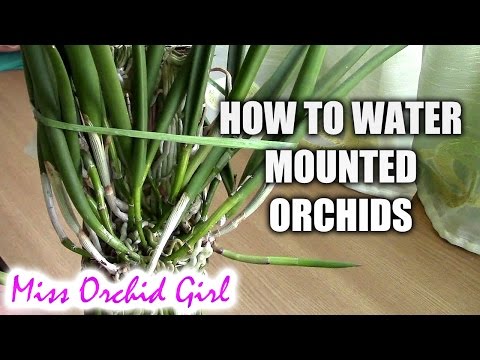 How to water mounted orchids