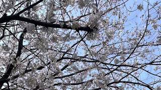 【下関市】大坪1号公園の桜