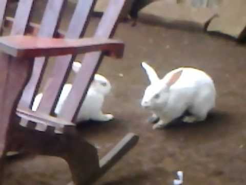 Pelea de Conejos !!