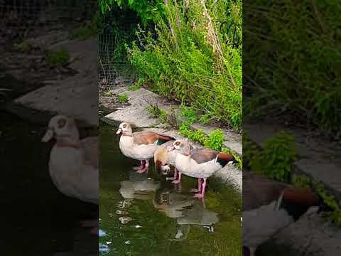 Egyptian geese standing in the water Pink Boots?