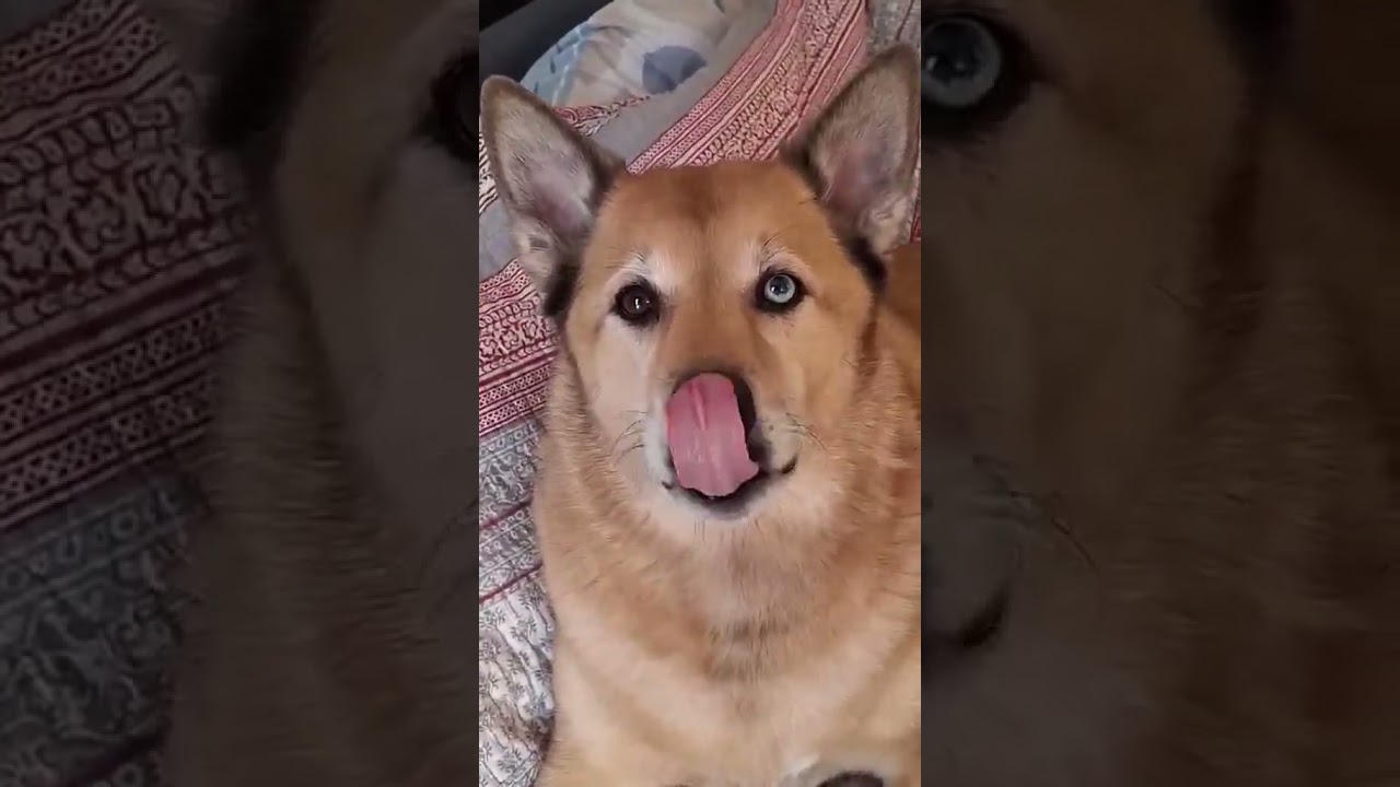 Enlarge Jasper, a ADOPTABLE mixed breed in Crystal City, MB video 6/6