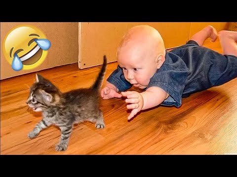 Naughty Cats Causes Major Troubles - Funny Cat Fails