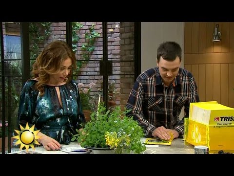 Så stor blev dagens trissvinst - Nyhetsmorgon (TV4)