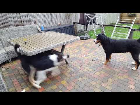 dropdoppies Sirsha en Double