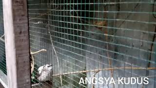 Download lagu BLOROK SIMETRIS ,  TRUCUKAN UNIK DAN MENARIK DI ANGSYA KUDUS mp3