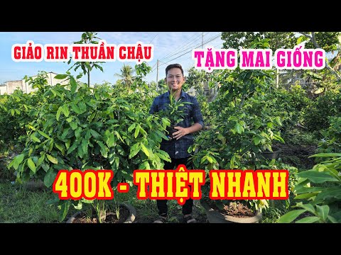 📞 PHONG 0359611594 GL MAI GIẢO RIN THUẦN CHẬU 400K BAO SHIP GHÉ NGAY 24/05/2023 | Bến Tre Ơi