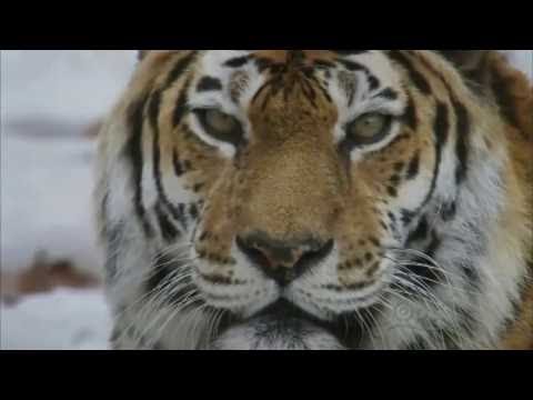 Stress, Portrait of a Killer - Full Documentary (2008)