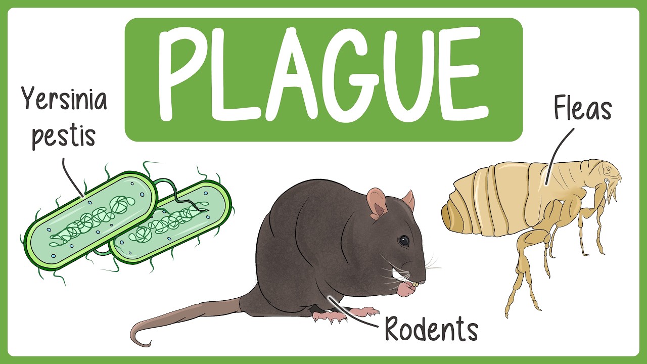 Plague (Yersinia pestis) in 3 Minutes