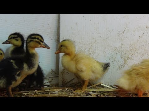 Un-Boxing 1,000+ Ducklings Live Stream