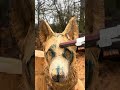 Watch me Carve a Siberian Husky Dog!  #woodworking #dog #husky #siberianhusky #art #chainsaw