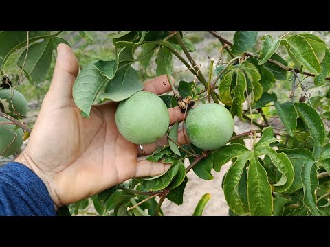 Dia de campo numa AgroCaatinga em Uauá - Ba