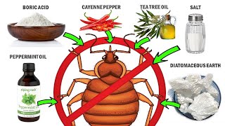 How To Get Rid Of Bed Bugs Naturally | Fast & Effective Home Remedies