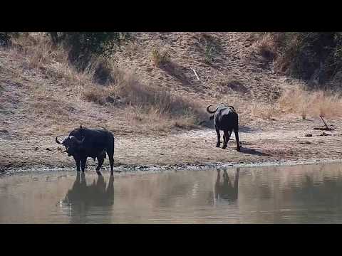 Djuma: Buffalo herd-Pt:2 - 10:07 - 06/15/20