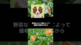政治は生活！オトナ女子会トーク♪主権者の権利を取り戻したいわよね♪食材納入業者の立場から見た学校給食の現場とは？ #作業用 #聞き流し 【260923】