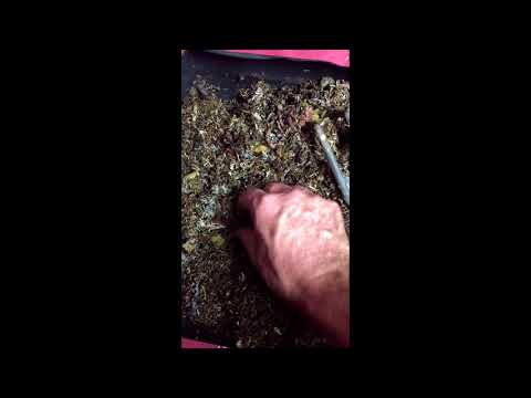 VermiBag Ep 20   "  Update"  Moving ANC's into Vermi-Bag Mini