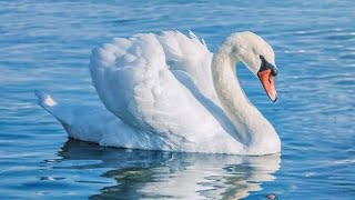அன்னப்பறவை பாலையும் நீரையும் பிரிக்குமா ?? #swan #mythsvsfacts  #reason #birdsfacts