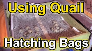 Hatching Bags for Coturnix Quail