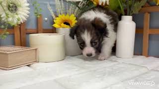 パピヨンの動画01