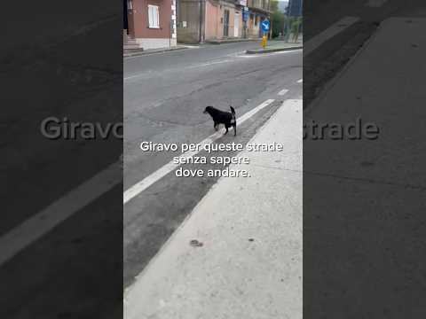 Regalo Fortuna splendida giovane cagnolina tg piccola