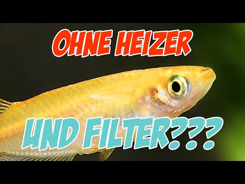 Medaka Aquarium - 5 FEHLER die du unbedingt VERMEIDEN sollest! Expresstips direkt vom Profi!