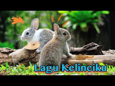 Lagu Kelinciku ❤💕 Lagu Anak Populer