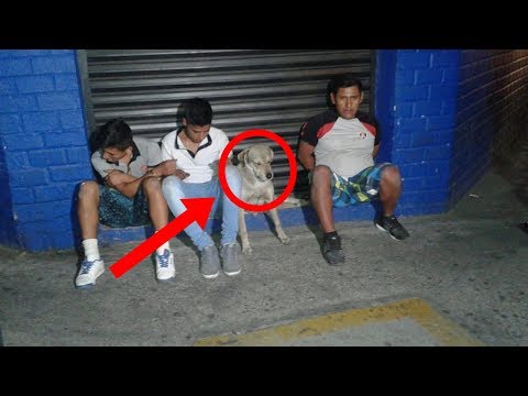 Este perrito fue detenido por ser un criminal, pero su cara… ¡te robará una gran carcajada! Video