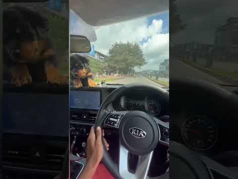 Rottweiler dog #rottweiler @KiaInd#viral #shorts #youtubeshorts