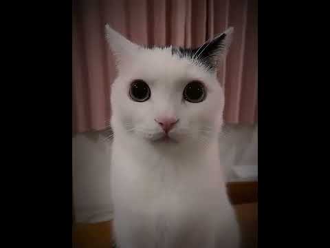 PURE NEGGA-cnv sound vol 14 (ultra slowed) 💀💀