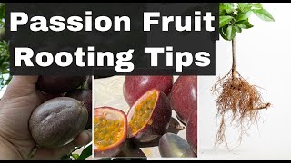 (How To) ROOTING Passion Fruit Cuttings | 10 TIPS