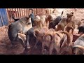 The Male Dog Attacked The Female Dog While She Was Eating