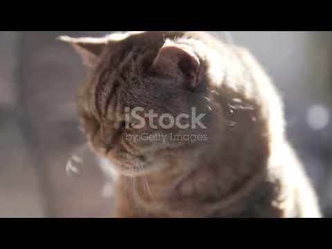 See what happened to the cat Najma🐈