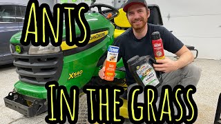 Ants in the lawn and how I got rid of them
