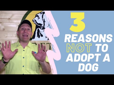 3 Reasons NOT to Adopt a Dog from a Shelter