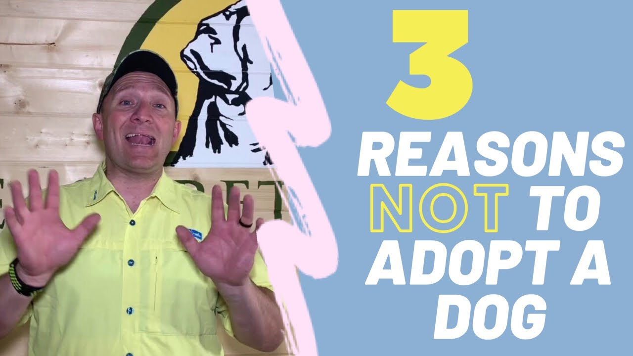 3 Reasons NOT to Adopt a Dog from a Shelter