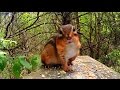 Funniest Chipmunk Ever