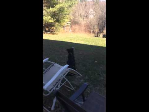 Dog thinks the moon is a ball.