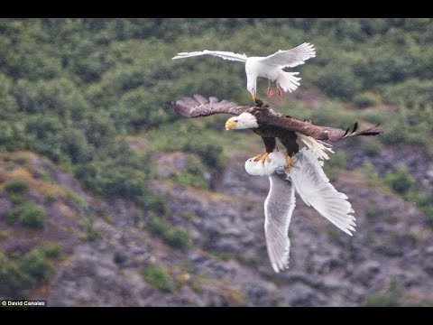 Bald eagle attacks seagull