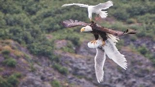 Bald eagle attacks seagull