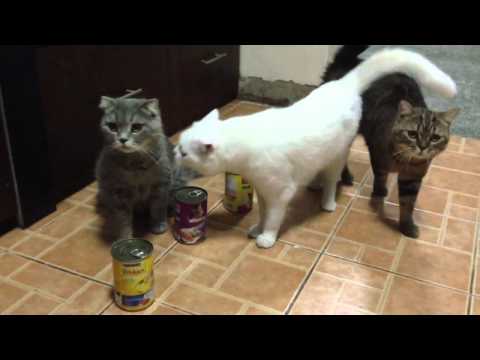 Thai can cat food - taste test-