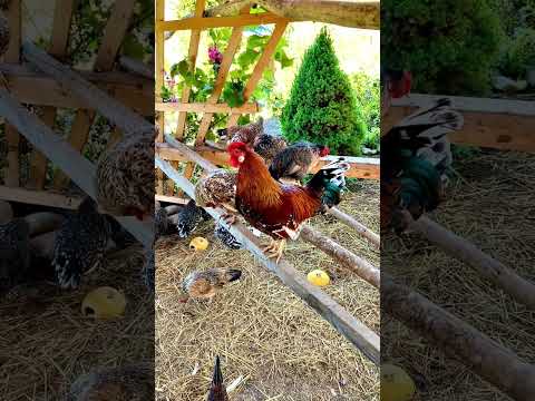 Colorful Bavarian rooster crowing! Bavarian bantam chickens are an ancient heritage landrace breed