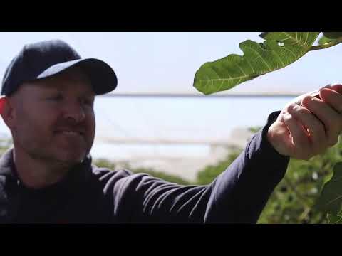 Quincey Jones Preserves - Echuca/Moama